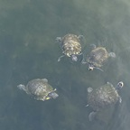 sonofawizard42 (Johny) free OnlyFans Leaked Pictures & Videos 

 profile picture