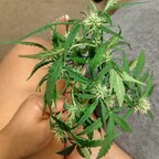 stickysweetness (Sticky Sweetness) free OnlyFans Leaked Pictures & Videos 

 profile picture