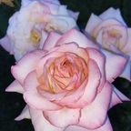 Strawberry @strawberry0812 Leak OnlyFans 

 profile picture