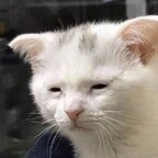 switchy-witchy OnlyFans Leaked Photos and Videos 

 profile picture