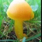 tinyclitdick profile picture