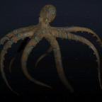 tokengenerator OnlyFans Leaks 

 profile picture