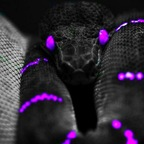 toxicity.juniper (🖤) OnlyFans content 

 profile picture