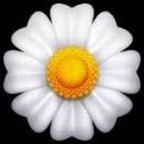 Onlyfans leaks whoopsie_daisy420 

 profile picture