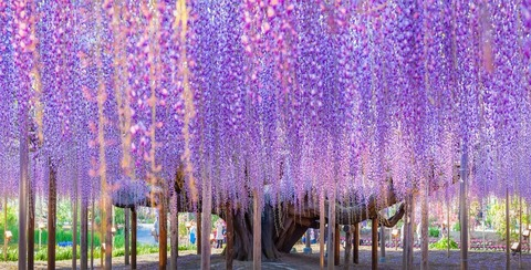 Header of wildwisteria