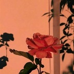 xobellablack (Bella) free OnlyFans Leaked Content 

 profile picture