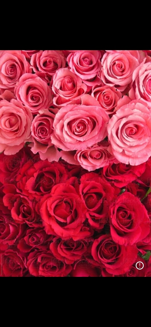 Header of ykandyyaang