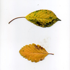 zerreitug (grimm zerreitug) OnlyFans Leaked Videos and Pictures 

 profile picture